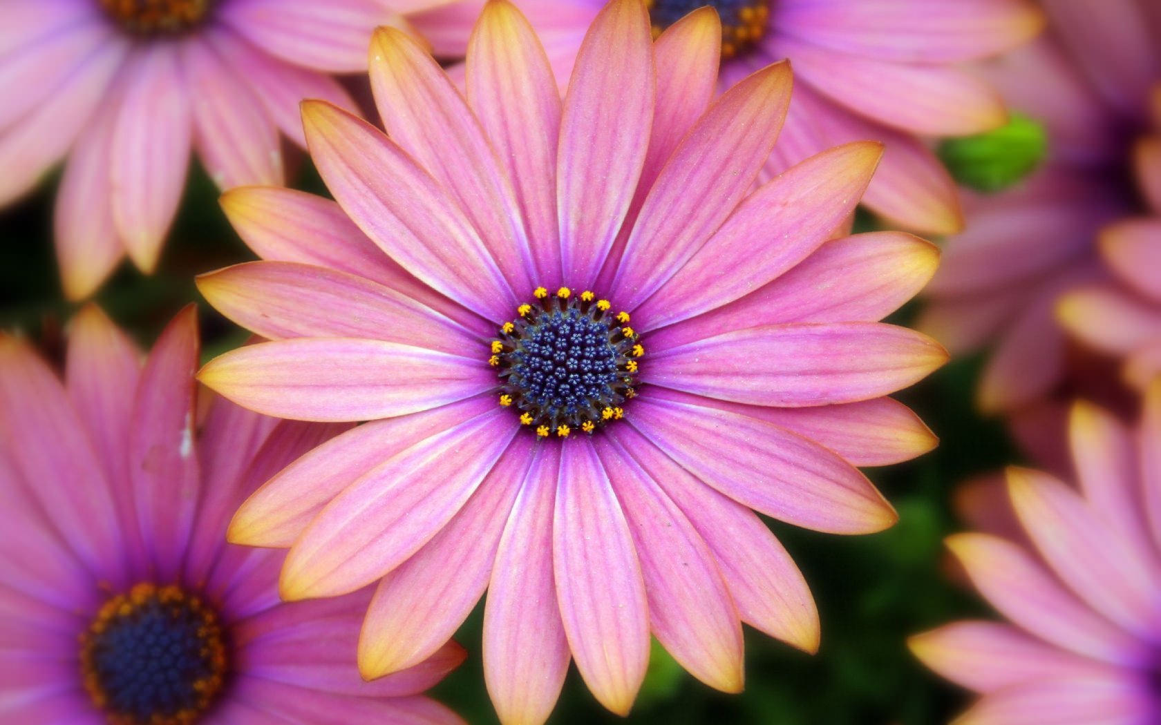 fonds d'écran tumblr,fleur,marguerite africaine,pétale,violet,marguerite de barberton