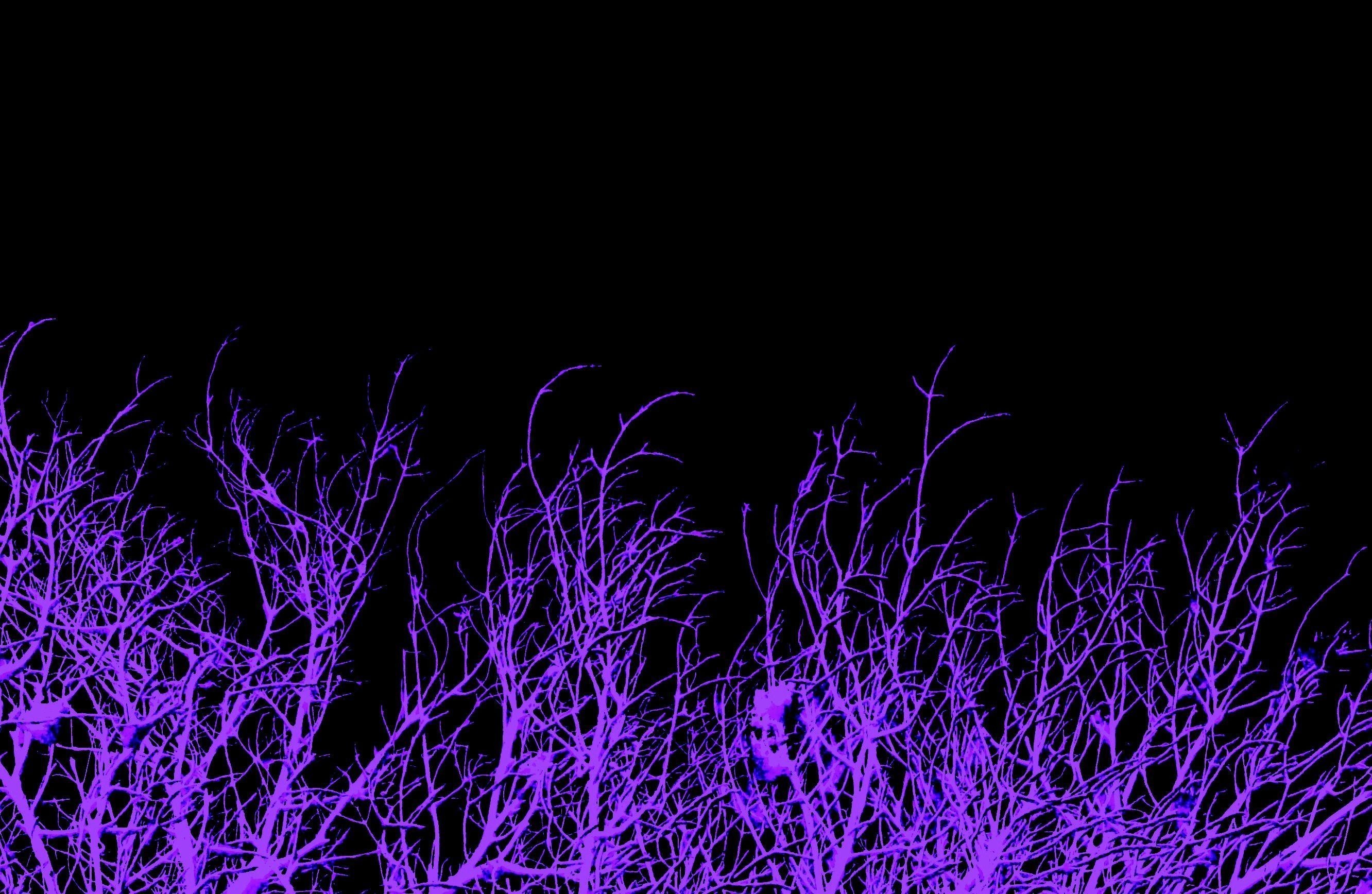 배경 화면 tumblr,제비꽃,보라색,검정,푸른,빛