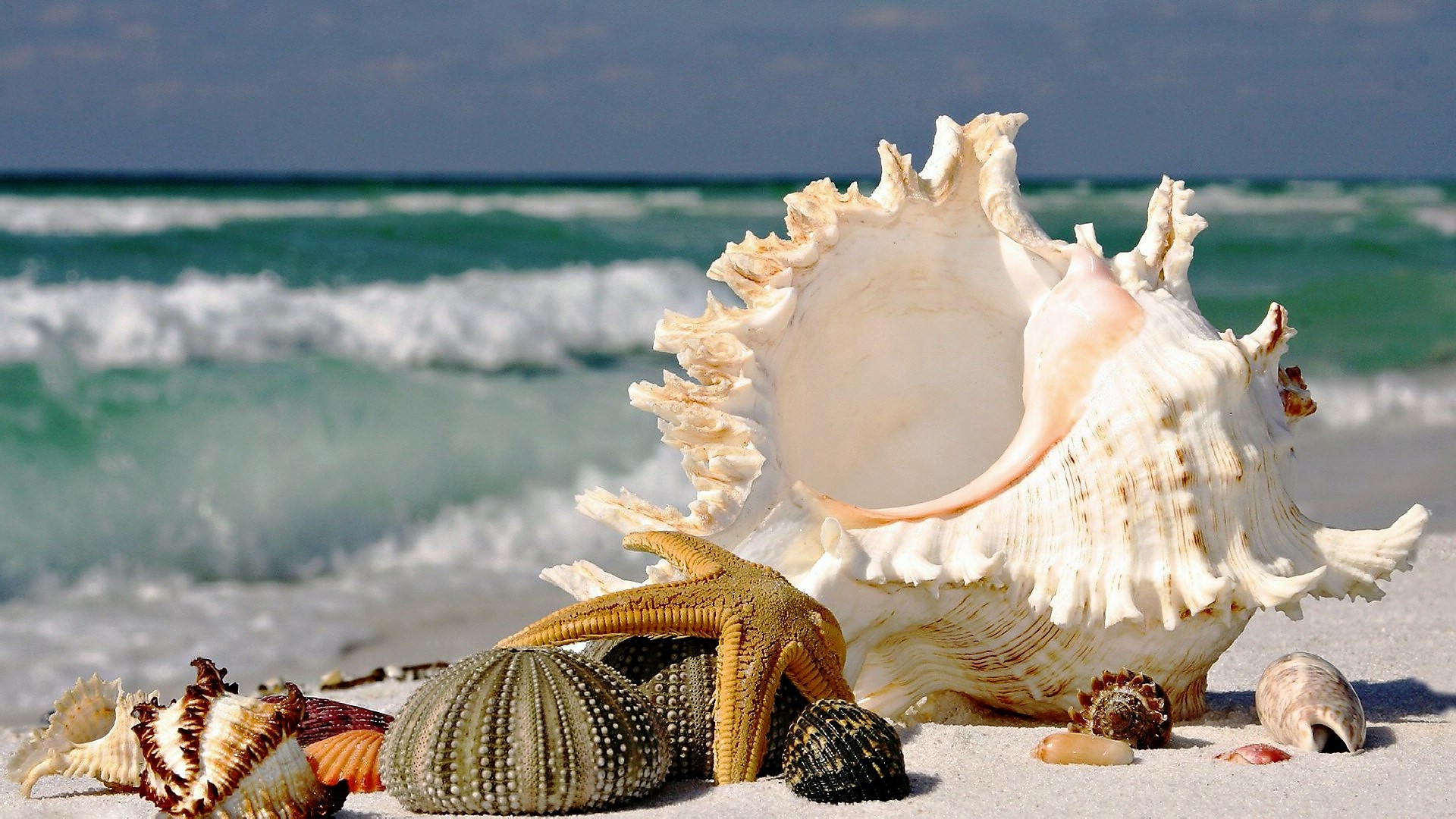 1080p wallpapers,conch,conch,shell,shankha,musical instrument