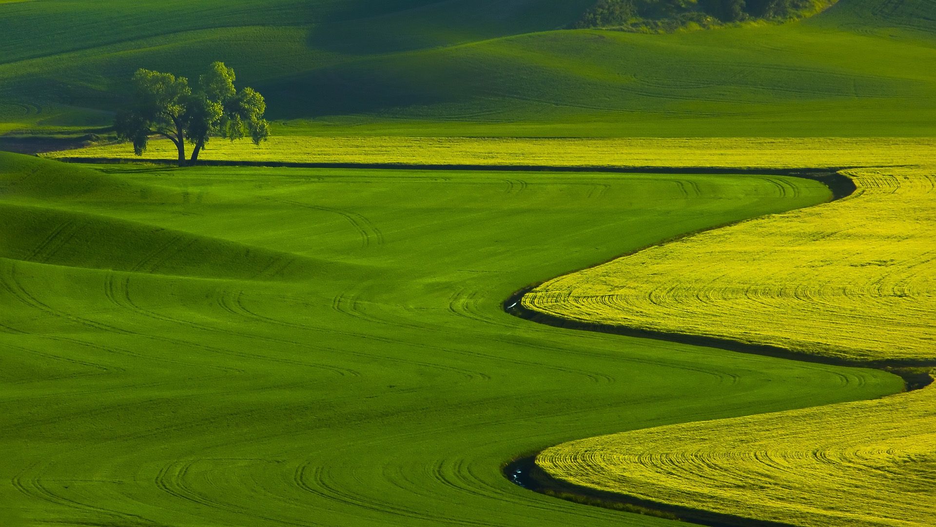 fondos de pantalla 1080p,verde,pradera,campo,naturaleza,paisaje natural