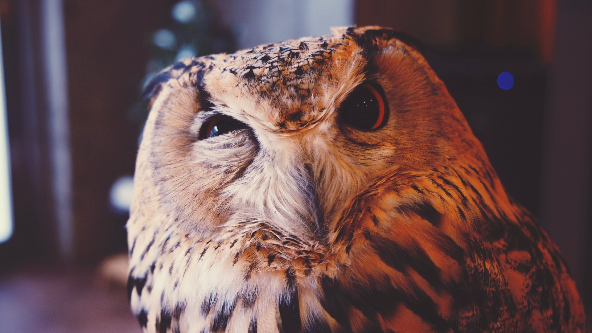 meme wallpaper,owl,bird,vertebrate,bird of prey,beak