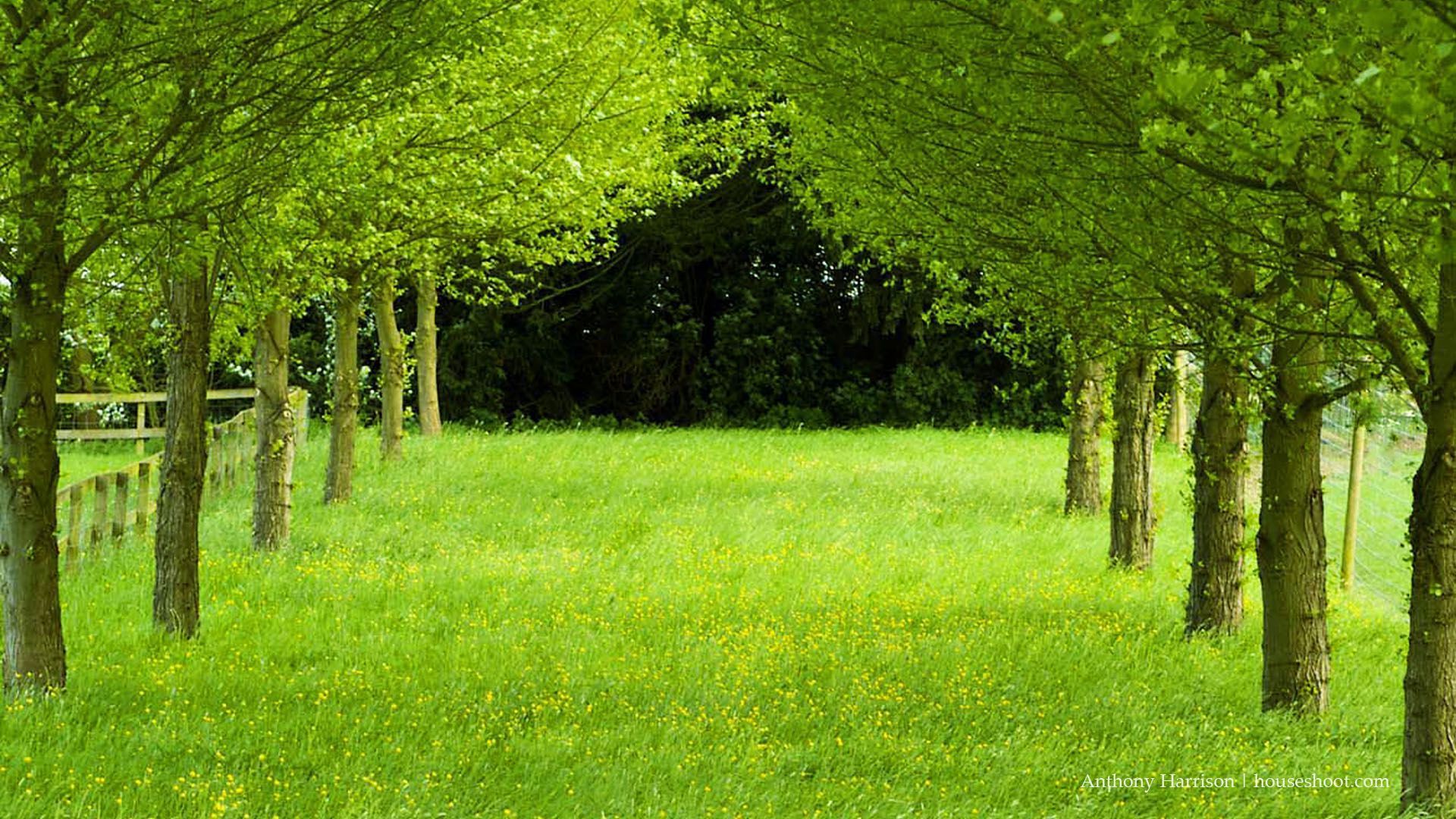 hintergrundbild in hd,natürliche landschaft,grün,baum,natur,gras