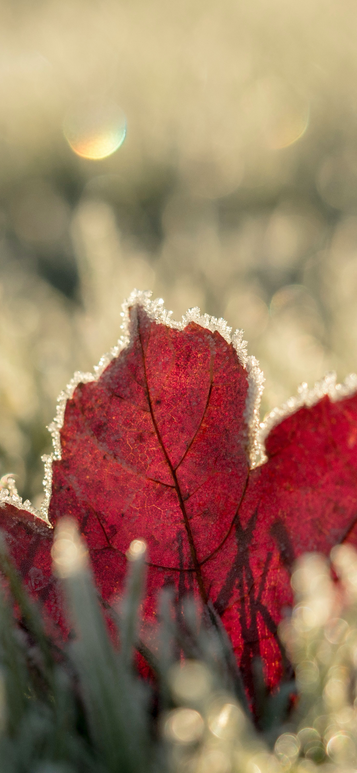 wallpaper pics,leaf,red,tree,plant,close up