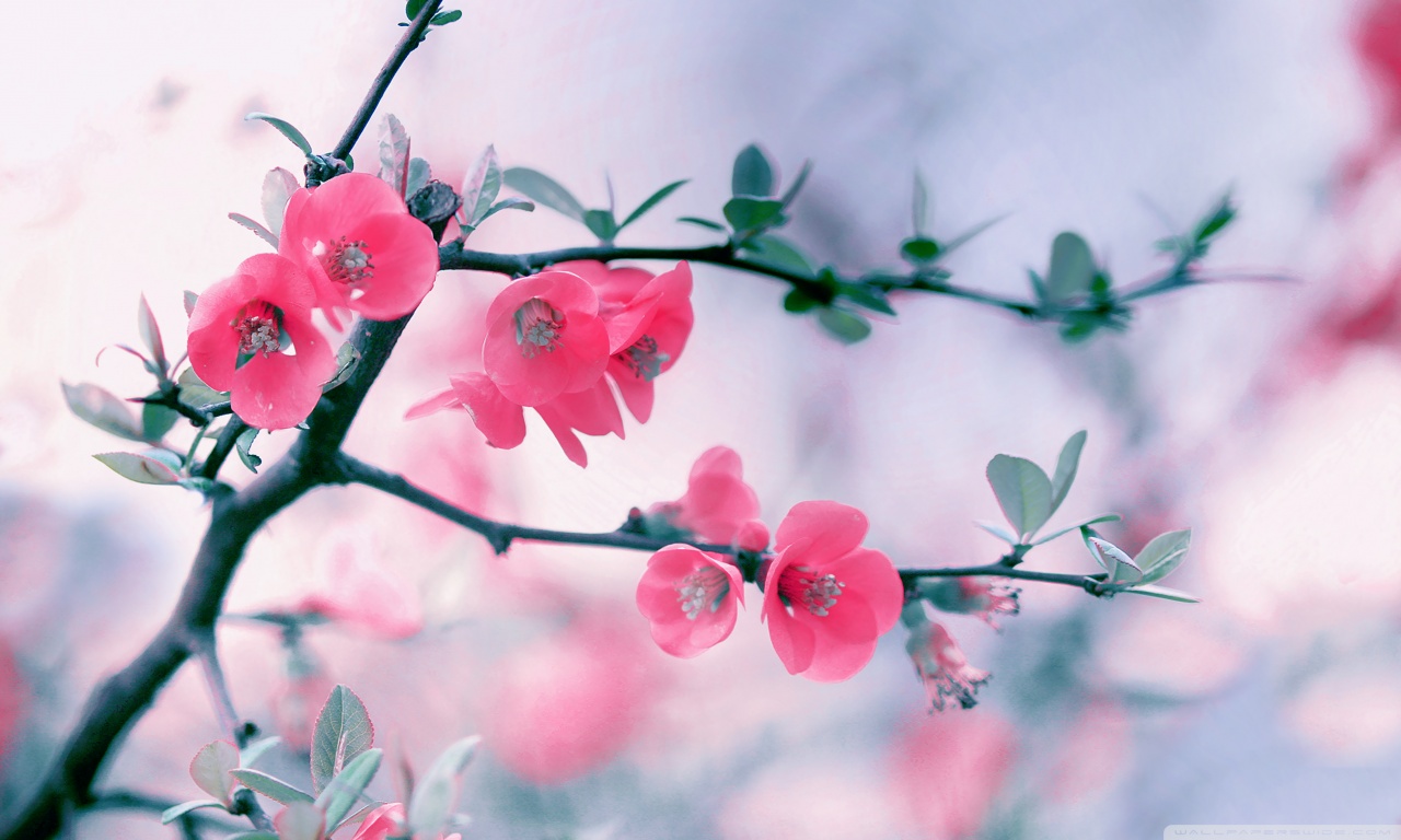 fotos de fondo de pantalla,flor,rosado,pétalo,florecer,planta
