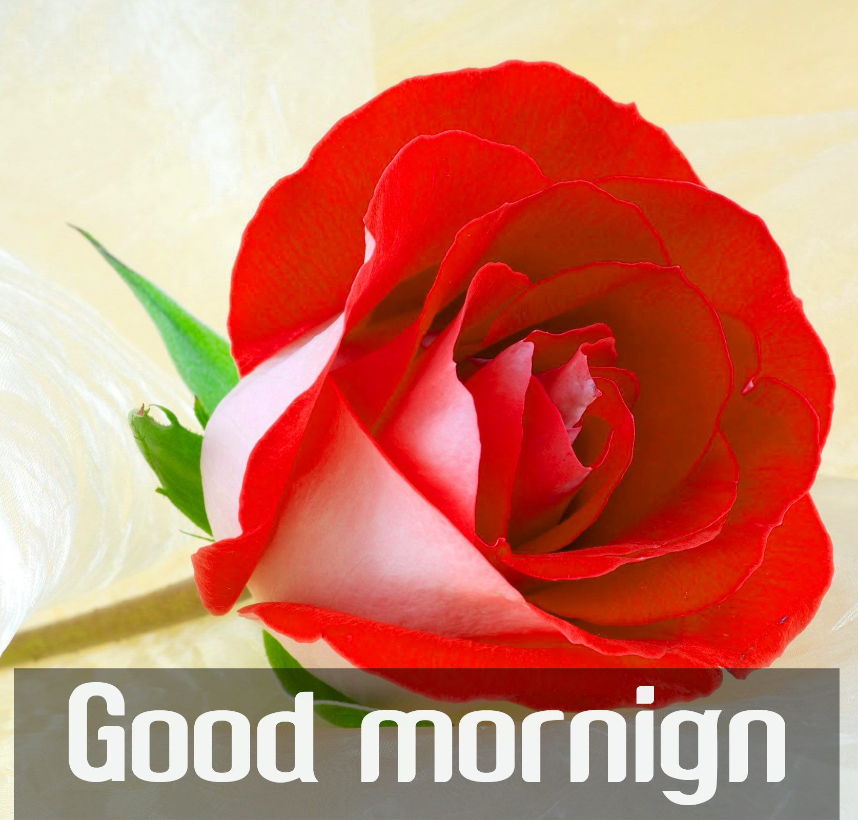 whatsapp 좋은 아침 벽지,정원 장미,빨간,꽃,꽃잎,장미