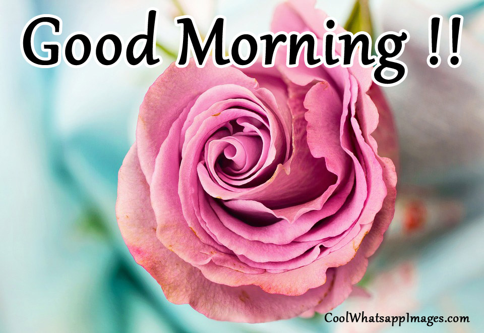 good morning wallpaper for whatsapp,rose,pink,garden roses,flower,petal