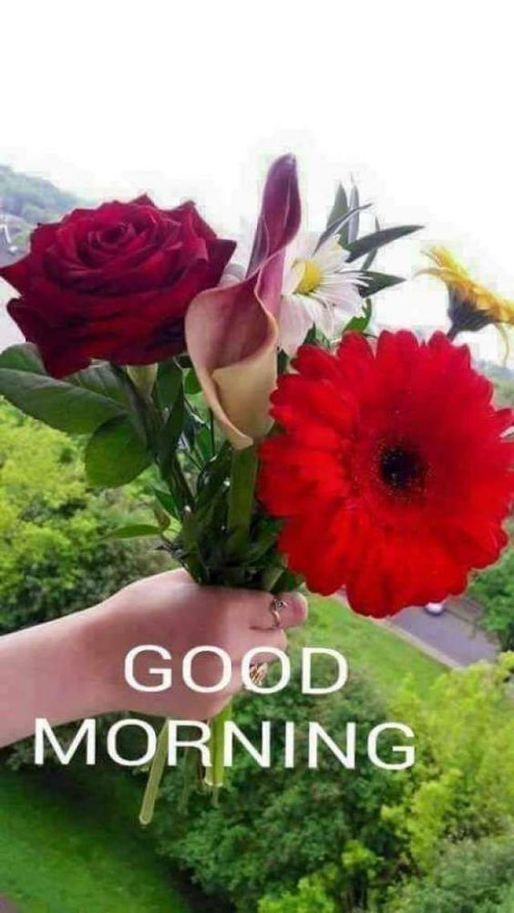 whatsapp 좋은 아침 벽지,꽃,꽃을 자르다,식물,빨간,꽃다발
