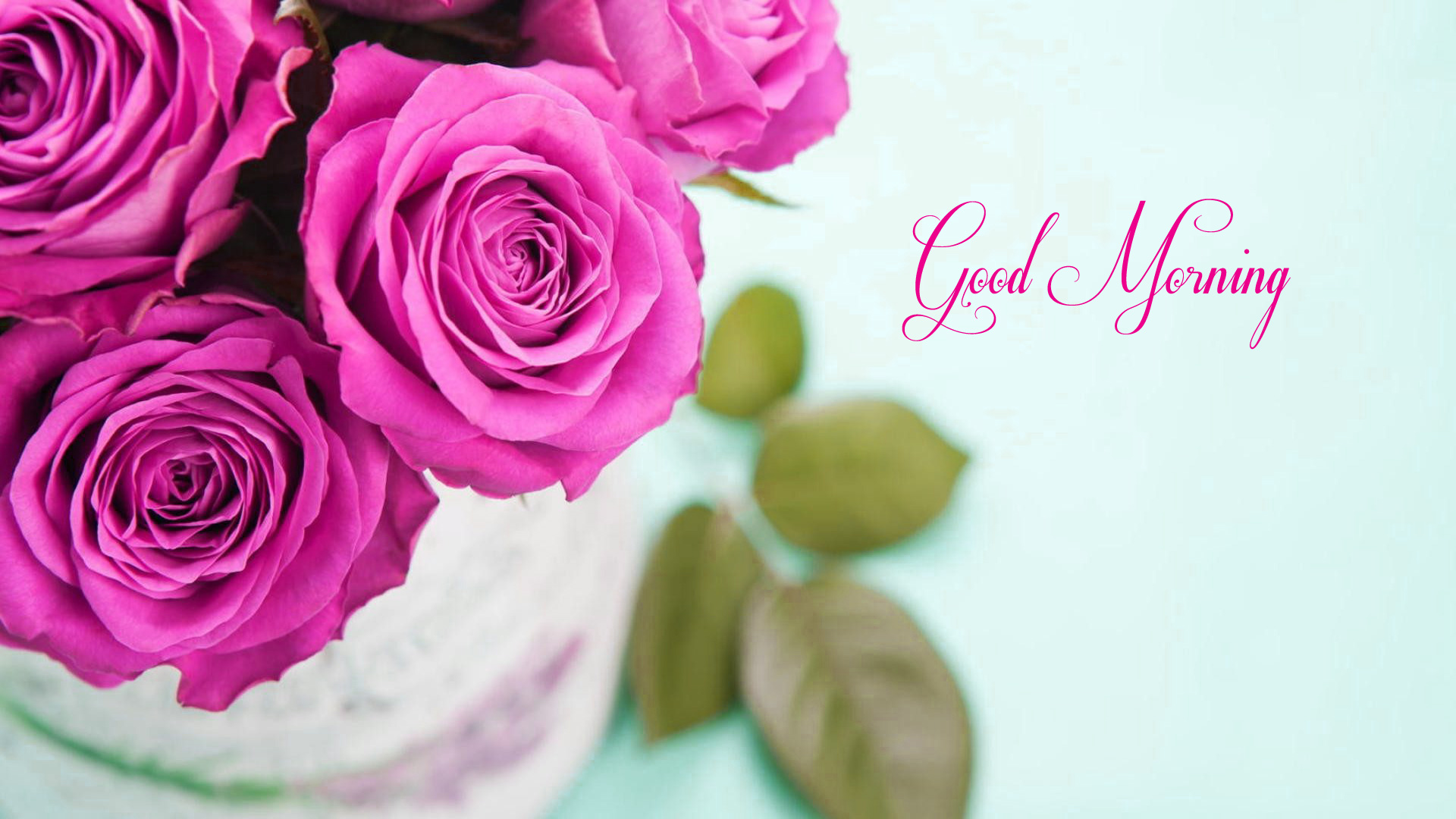 good morning wallpaper for whatsapp,garden roses,pink,rose,flower,petal