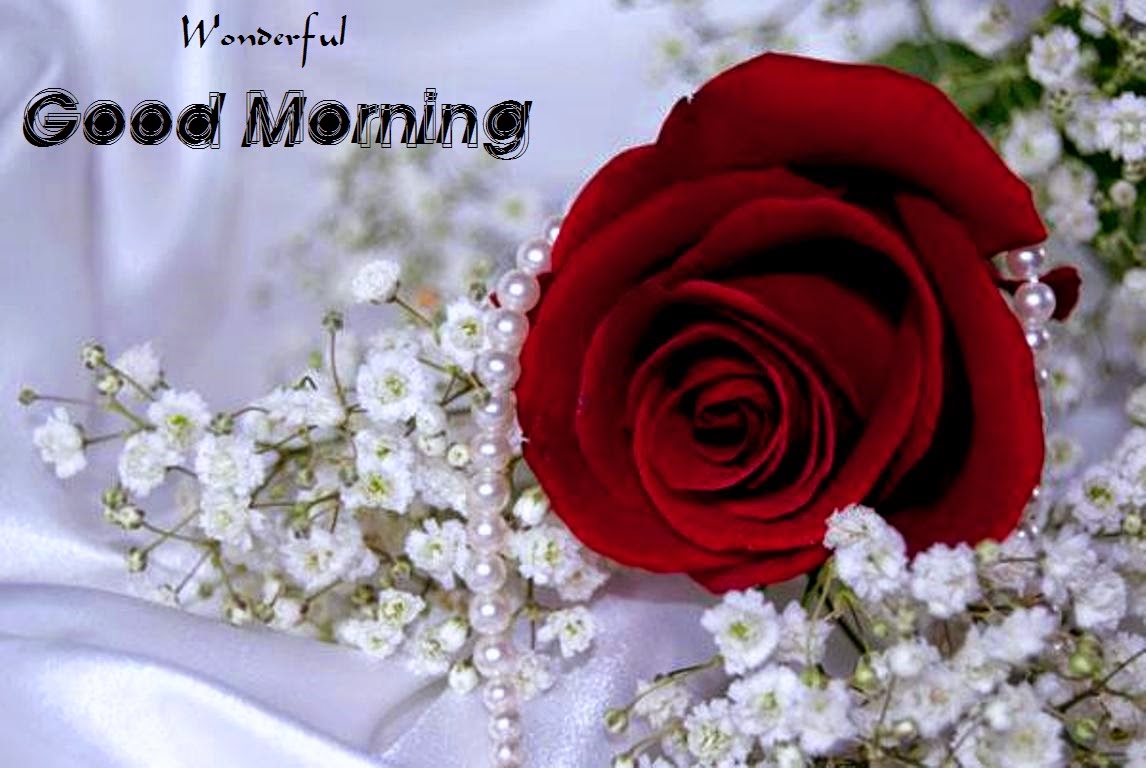 good morning wallpaper for whatsapp,rose,red,flower,cut flowers,rose family