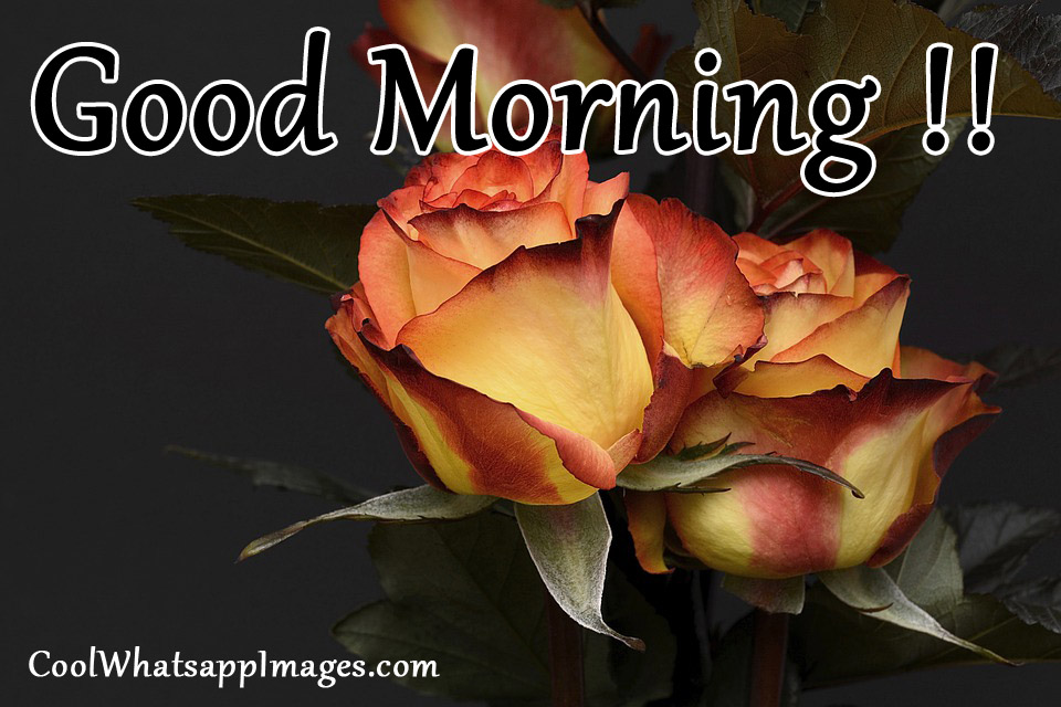 good morning wallpaper for whatsapp,petal,flower,rose,garden roses,rose family