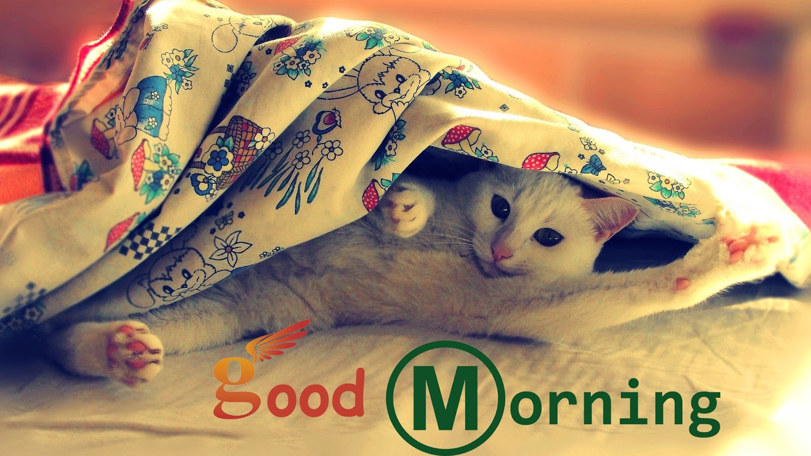 good morning wallpaper for whatsapp,cat,small to medium sized cats,felidae,kitten,whiskers