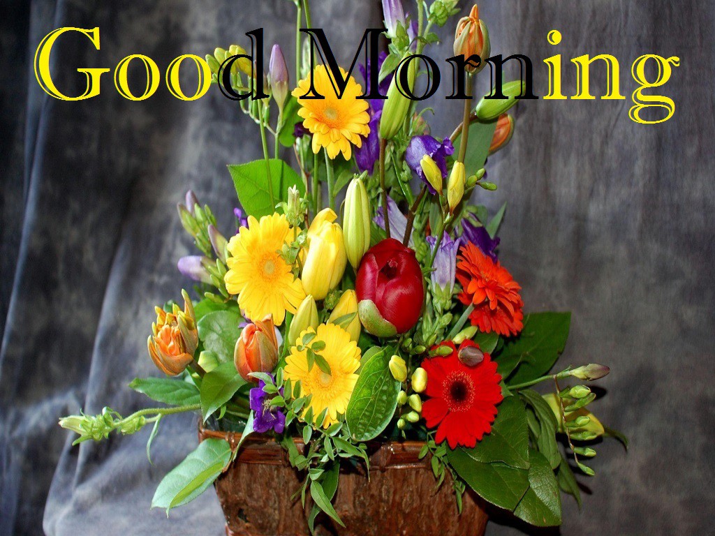 bon fond d'écran du matin pour whatsapp,fleur,fleuristerie,arrangement floral,bouquet,art floral