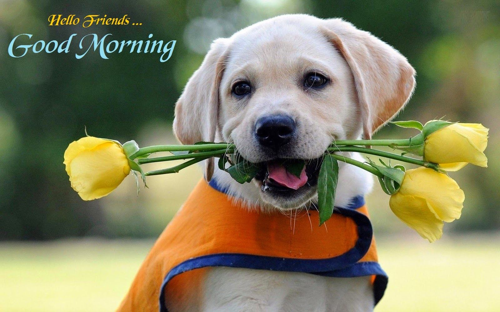 buongiorno sfondo per whatsapp,cane,cucciolo,labrador retriever,giallo,grugno