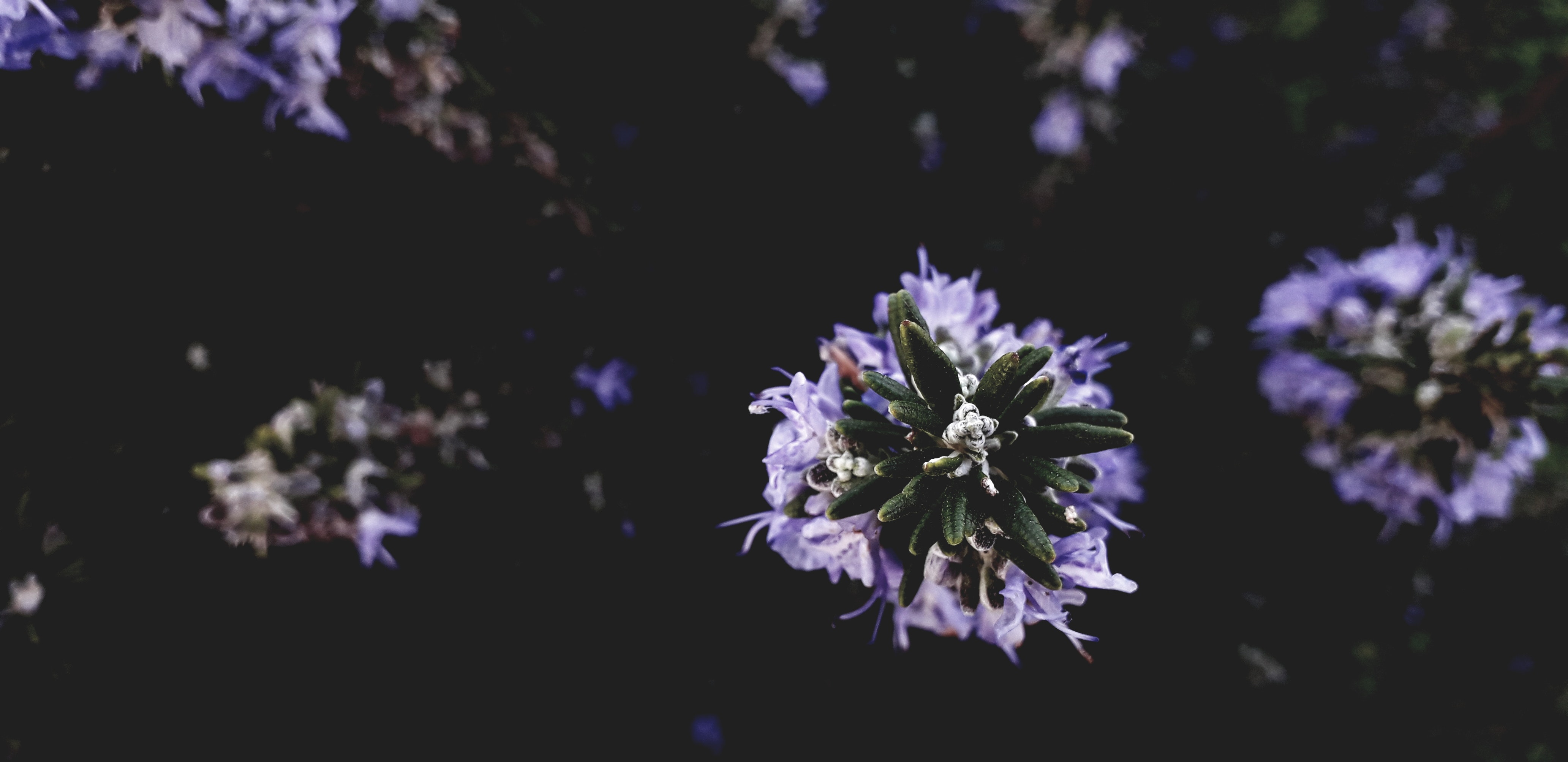 fond d'écran tumblr,fleur,lavande,la nature,violet,lilas