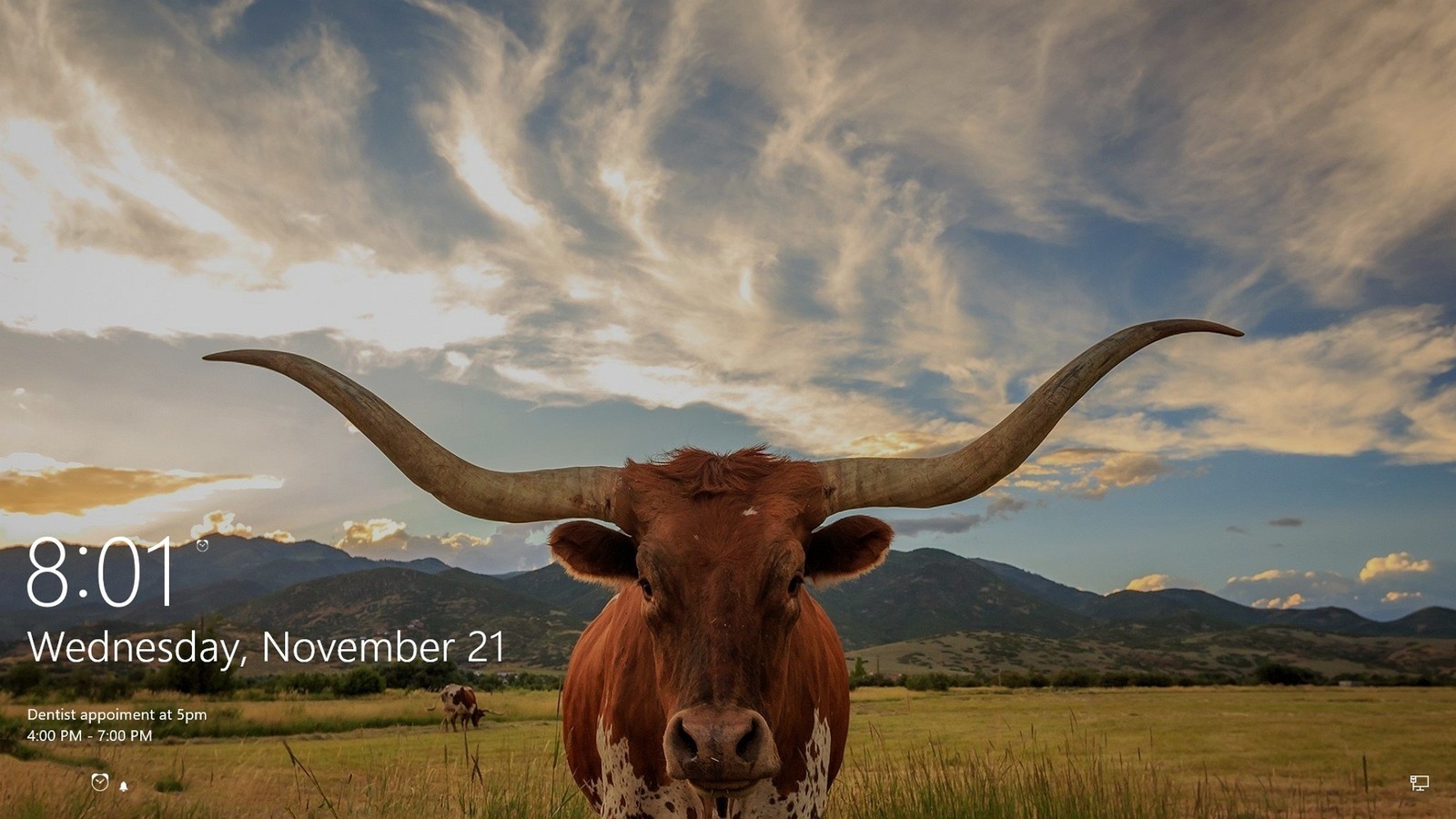 hintergrundbild sperren,horn,texas longhorn,wiese,tierwelt,himmel