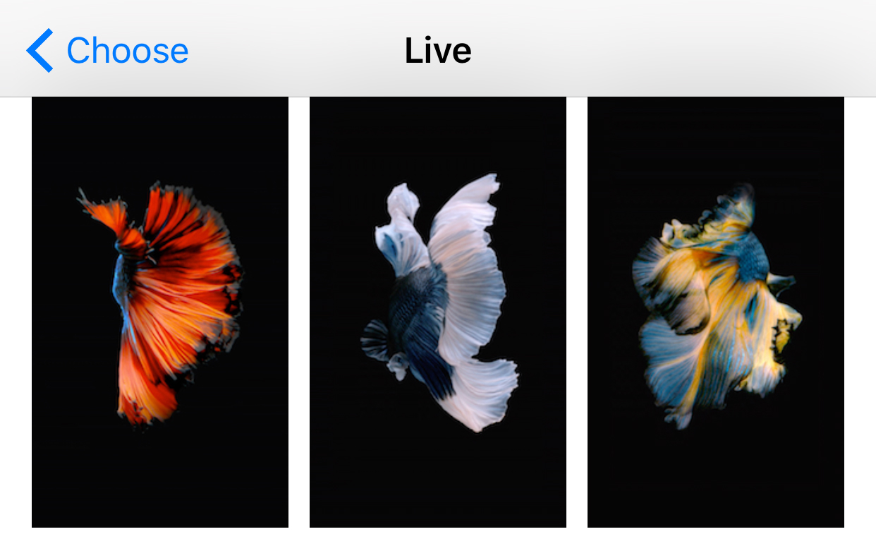 live wallpapers,feather,wing,organism,font,adaptation