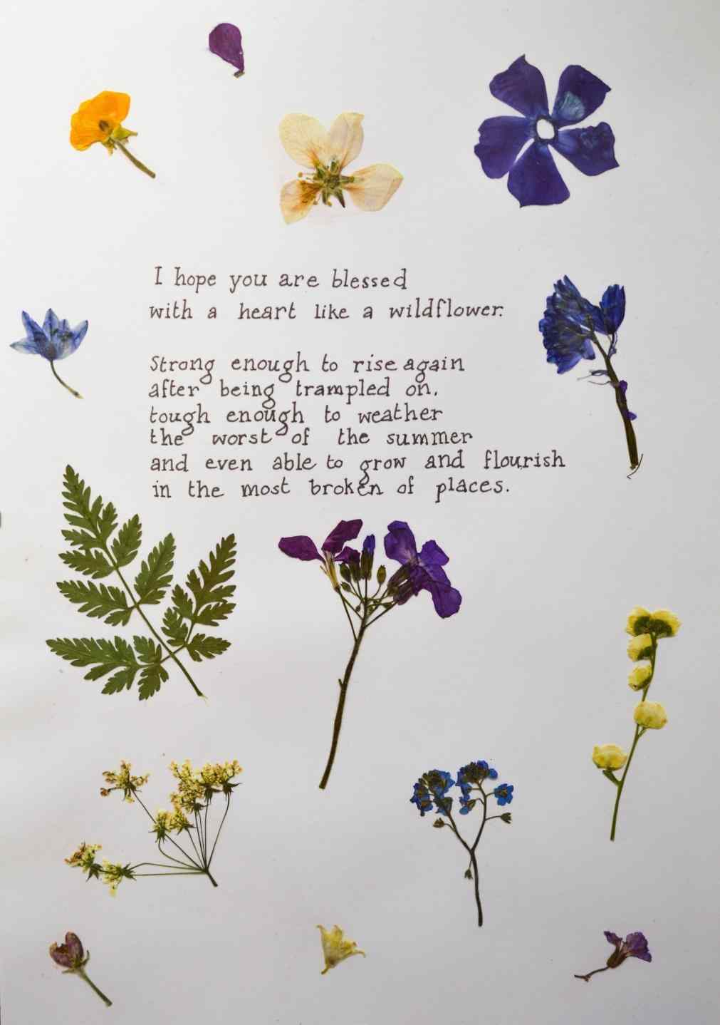 tumblrの壁紙,花,工場,野草,開花植物,キキョウ