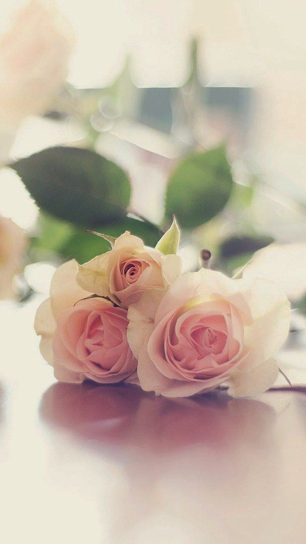 女の子のための壁紙,花,白い,ピンク,ローズ,庭のバラ