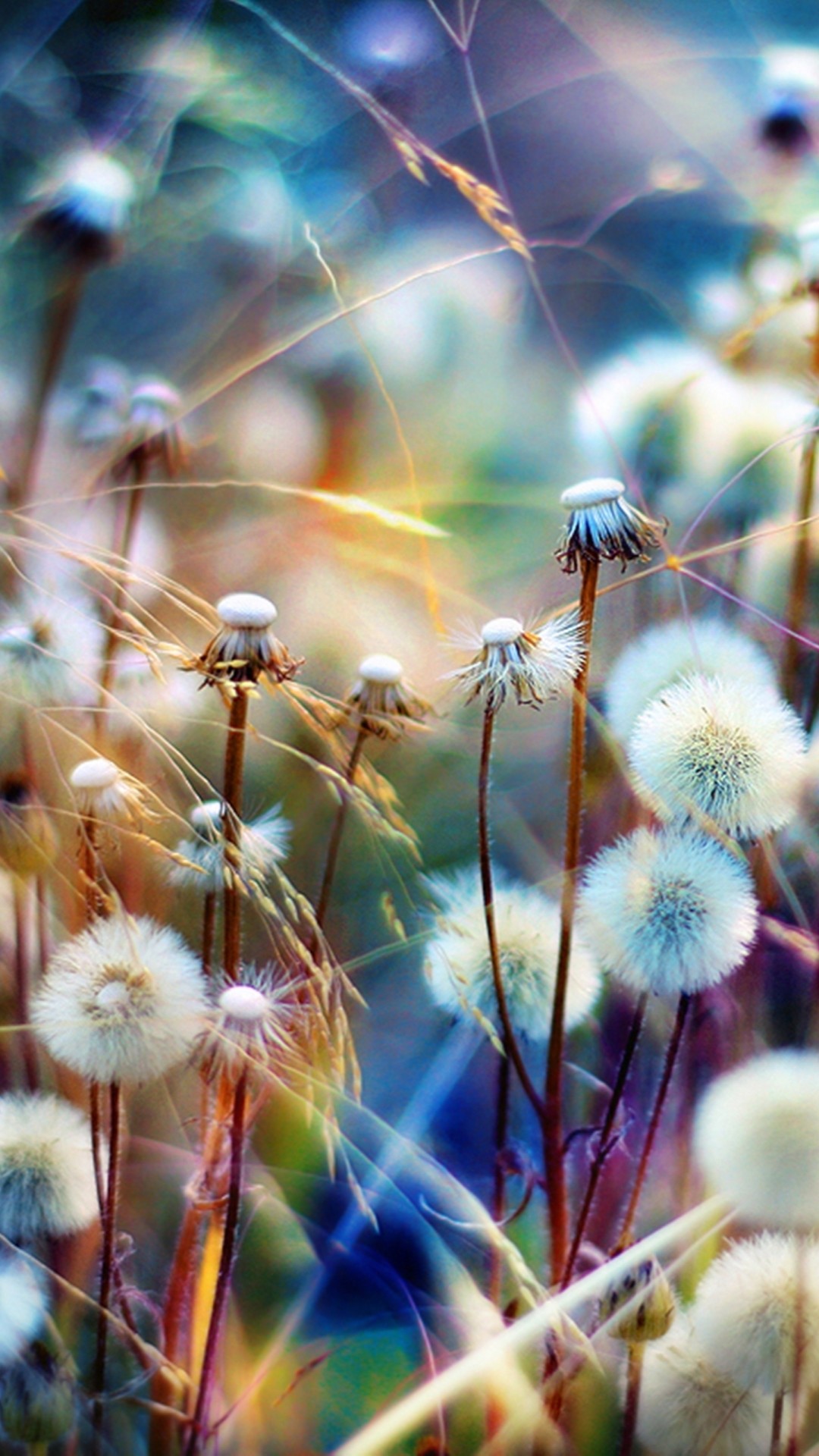 fondo de pantalla de bloqueo en vivo,naturaleza,flor,diente de león,diente de león,planta