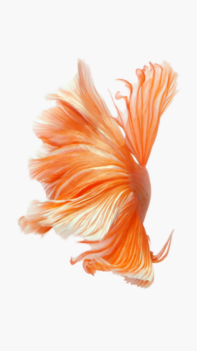 fond d'écran de verrouillage en direct,orange,pêche,poisson rouge,illustration