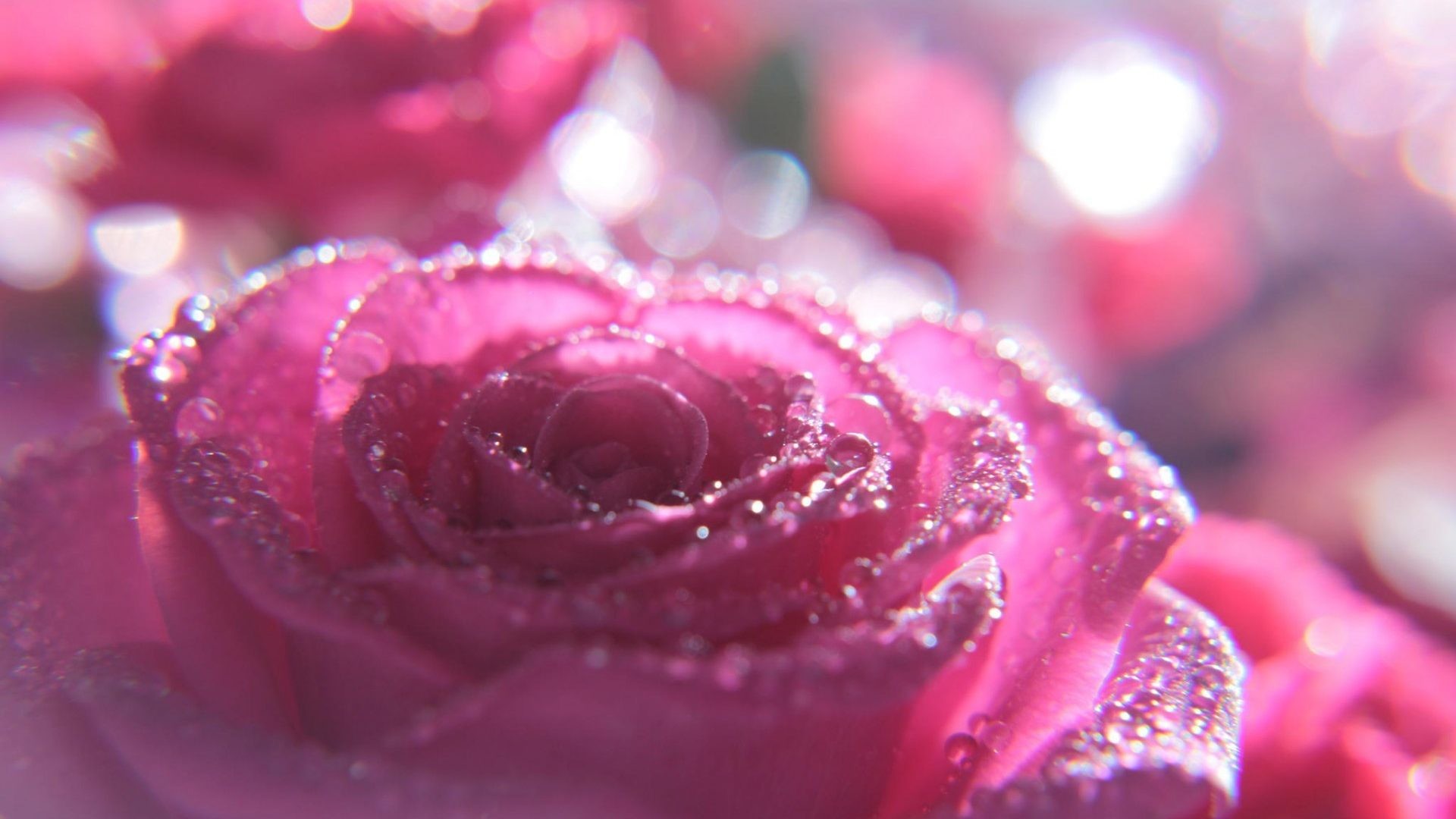 glitter live wallpaper,garden roses,pink,water,red,petal