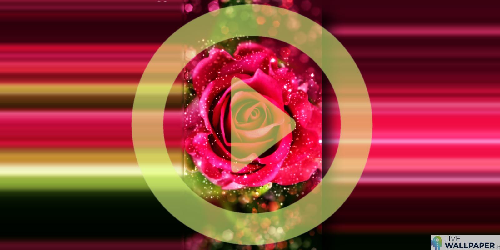 glitter live wallpaper,pink,rose,red,magenta,petal