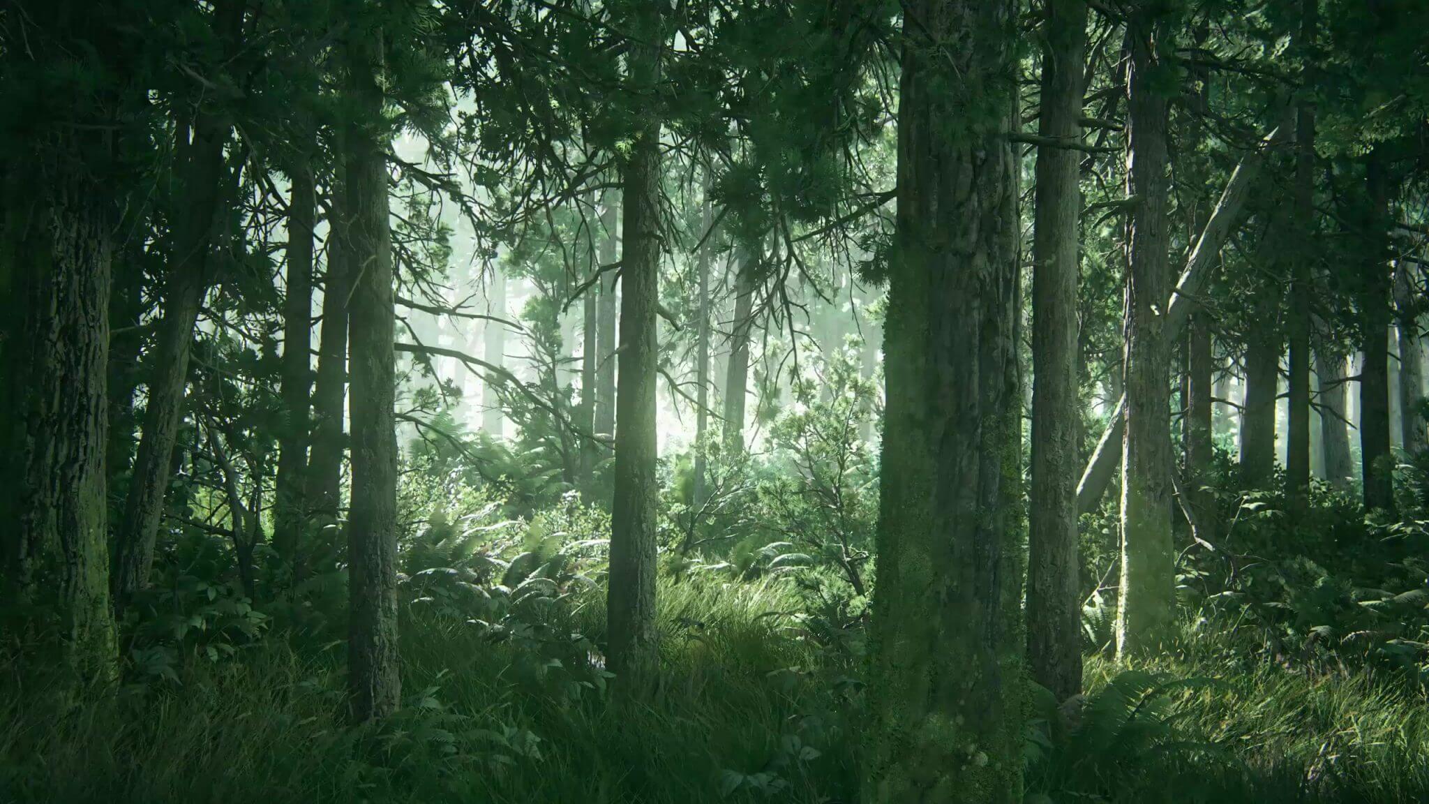 el último de nosotros fondo de pantalla,bosque,árbol,bosque,naturaleza,bosque de crecimiento antiguo