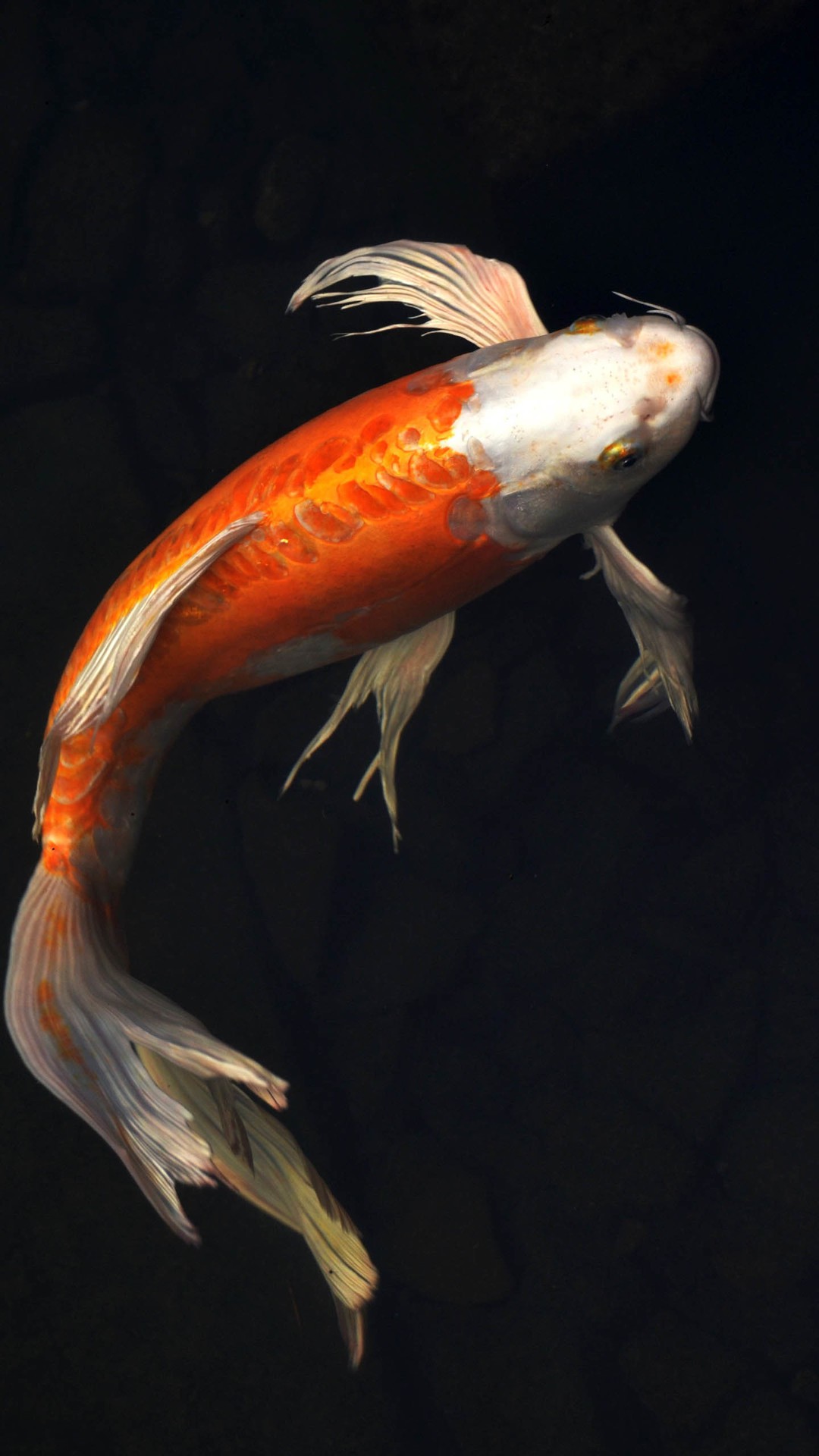 fonds d'écran hd pour iphone 7,koi,poisson,poisson,orange,poisson osseux