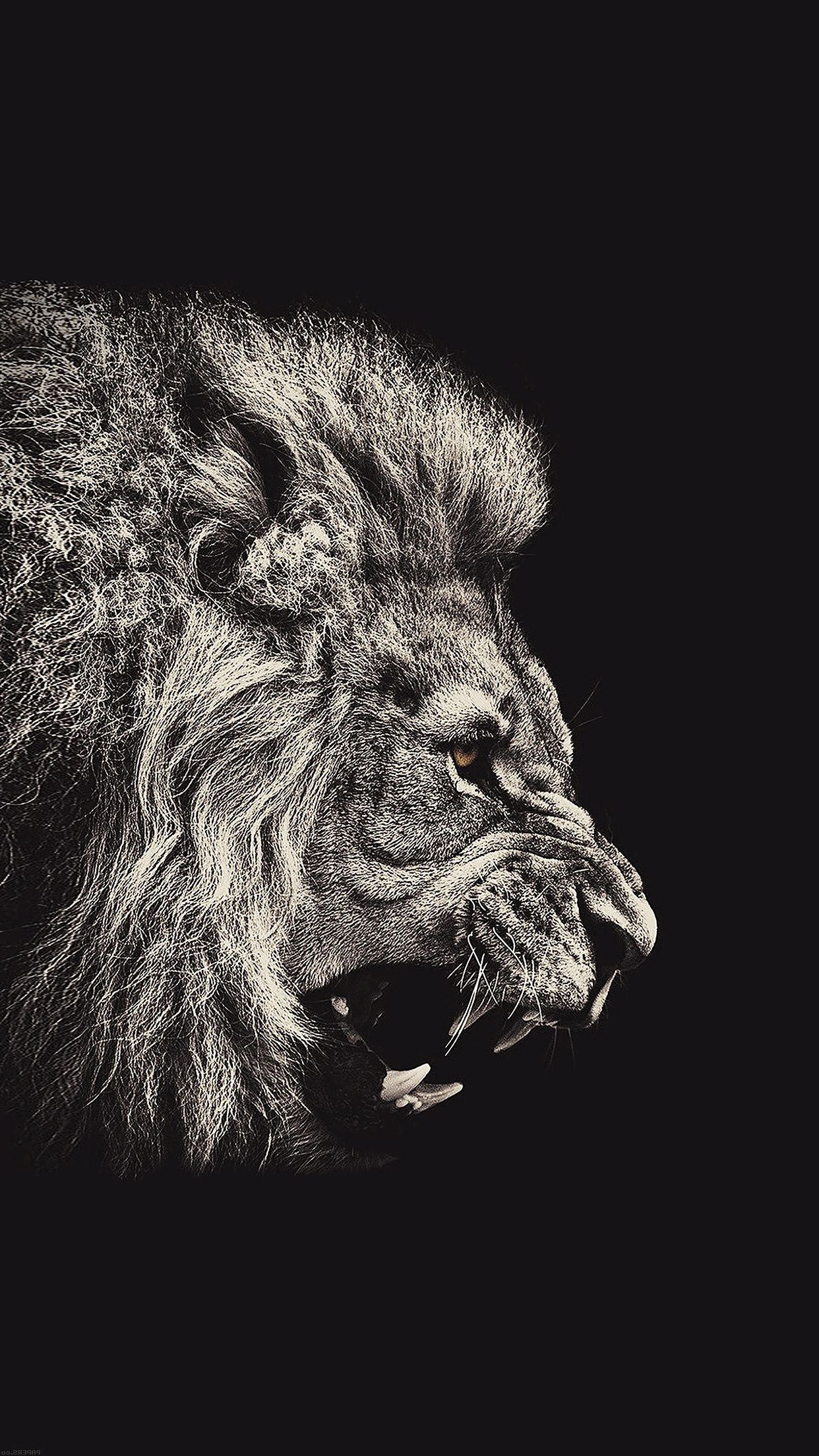 hd wallpapers for iphone 7,lion,felidae,black and white,wildlife,big cats