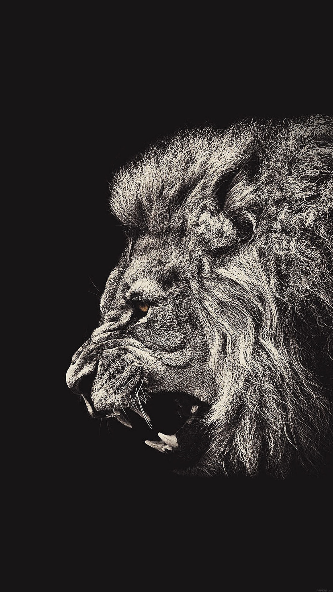 hd wallpapers for iphone 7,lion,black,black and white,felidae,wildlife