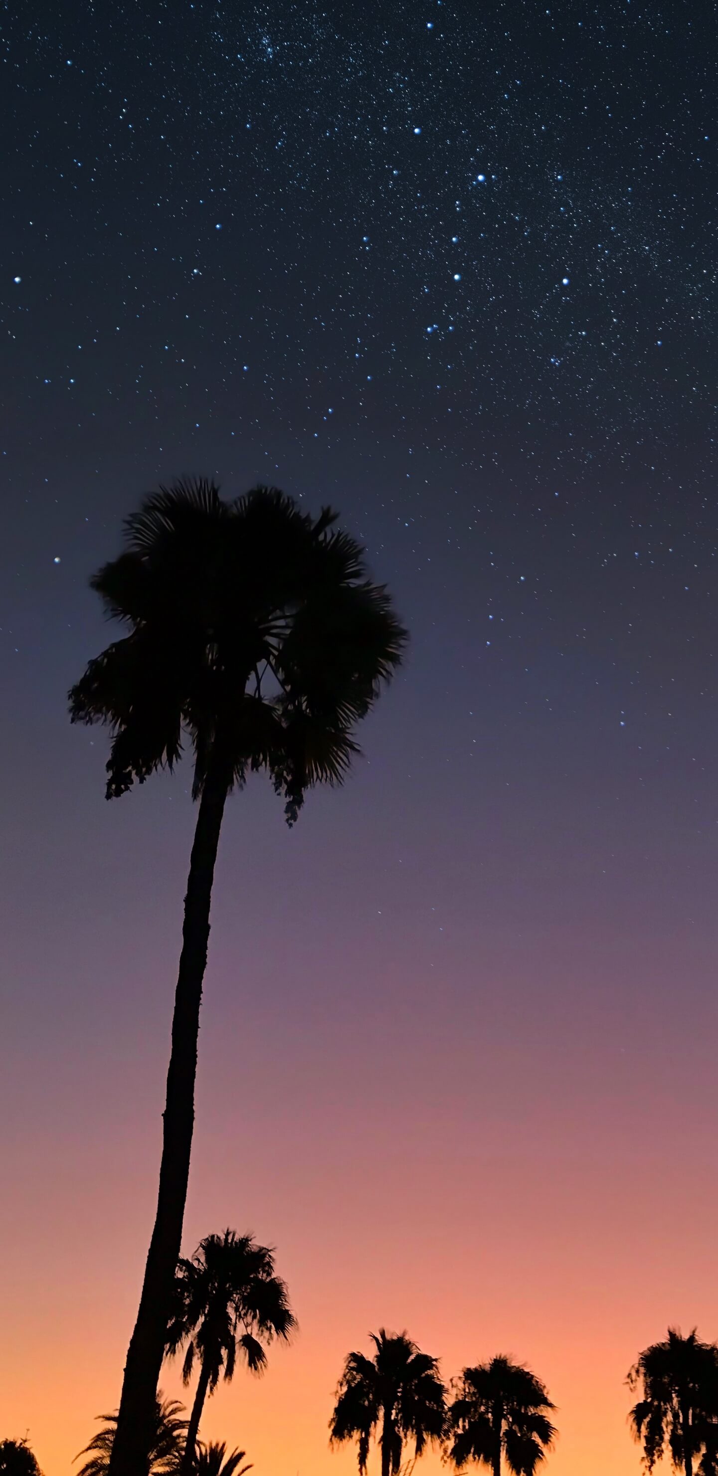 fond d'écran whatsapp,ciel,arbre,la nature,palmier,nuit