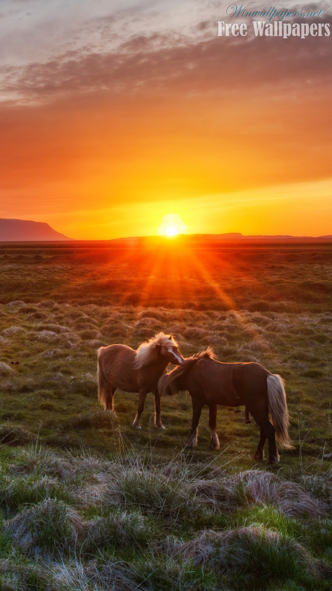 fondos de pantalla hd para iphone 7,naturaleza,paisaje natural,cielo,fauna silvestre,pasto