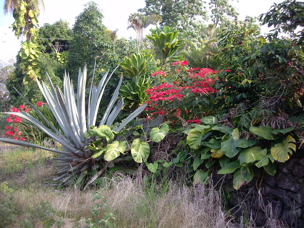 atat rk壁紙,花,工場,庭園,開花植物,アガベ