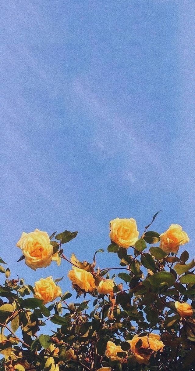 sad wallpaper,julia child rose,flower,sky,yellow,plant