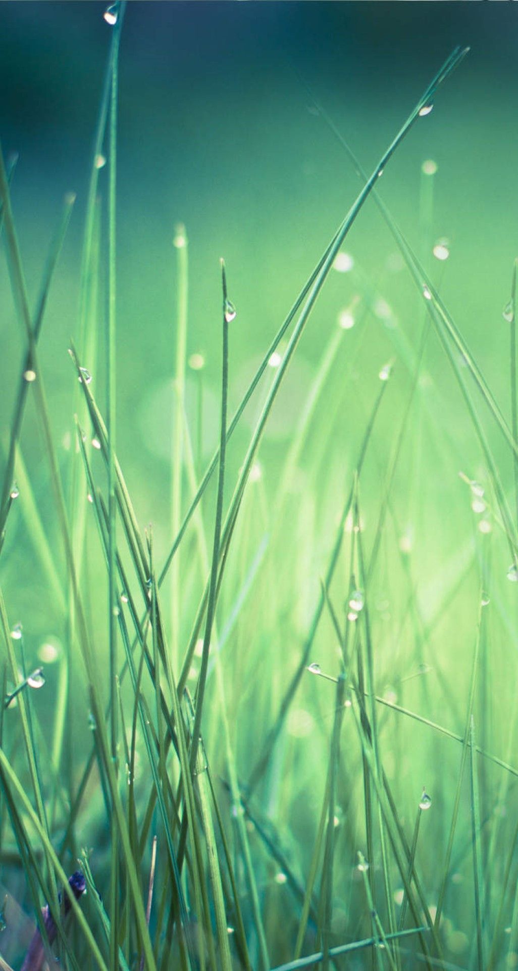 whatsapp wallpaper,wasser,gras,grün,natur,pflanze