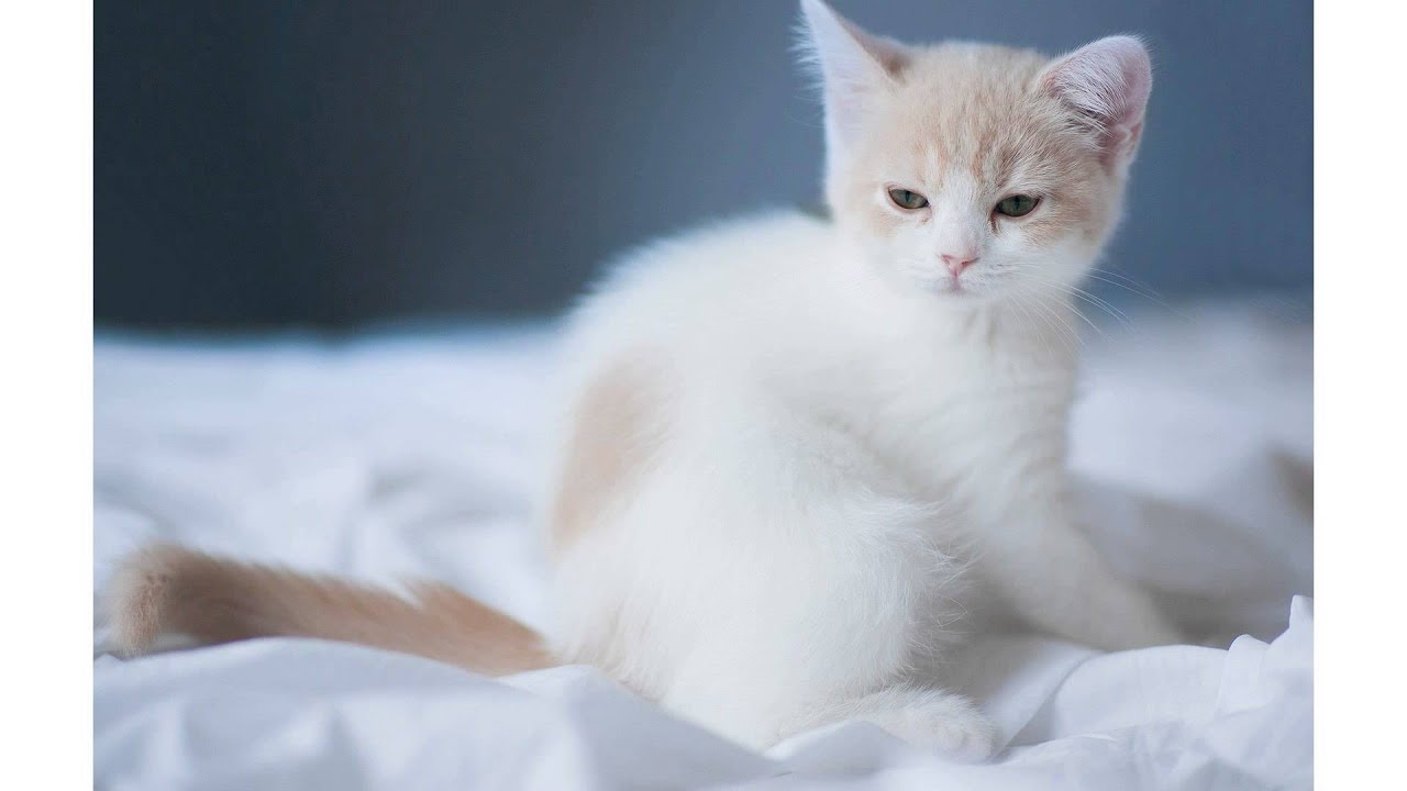 carta da parati gatto carino,gatto,gatti di piccola e media taglia,felidae,barba,angora turca