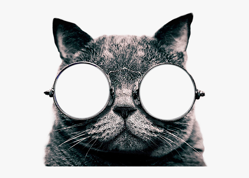 lindo gato fondo de pantalla,vasos,gato,bigotes,gafas,felidae