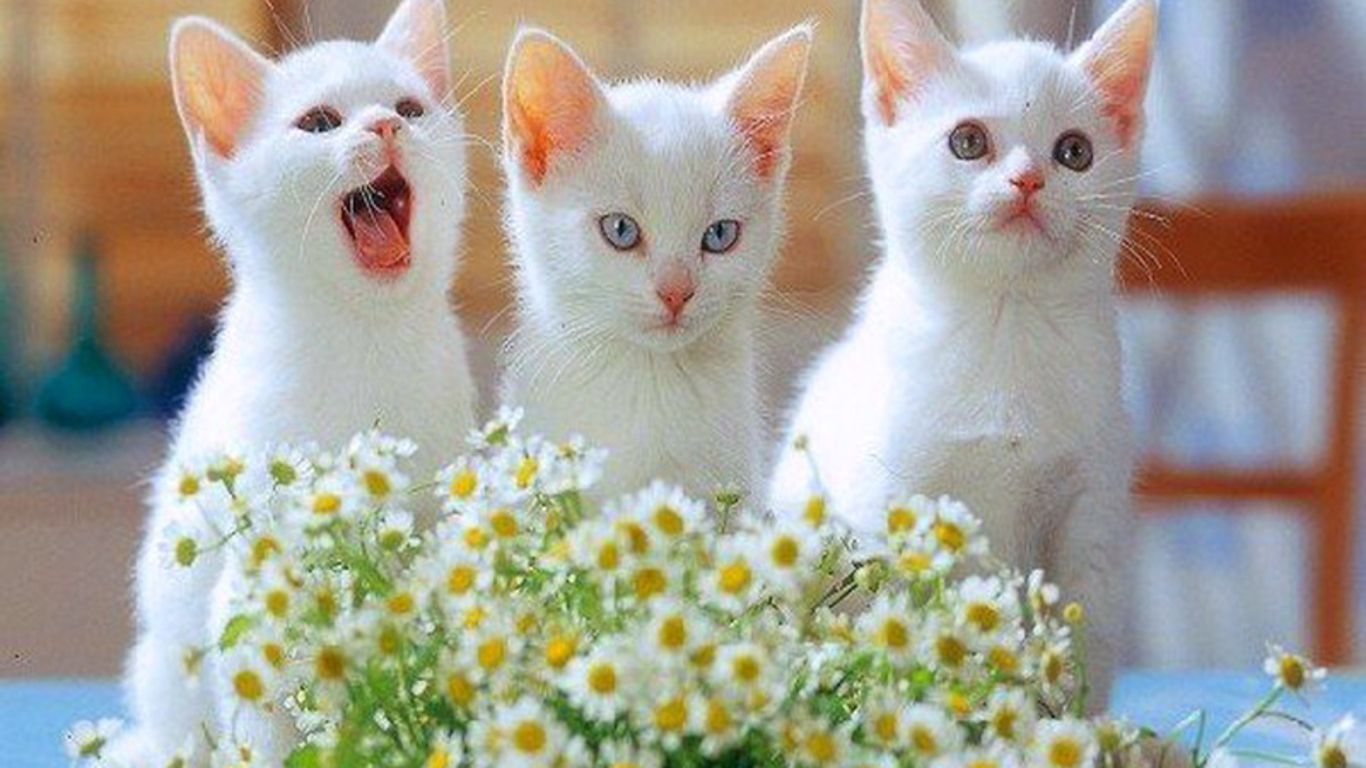 fond d'écran chat mignon,chat,chats de petite à moyenne taille,félidés,moustaches,angora turc