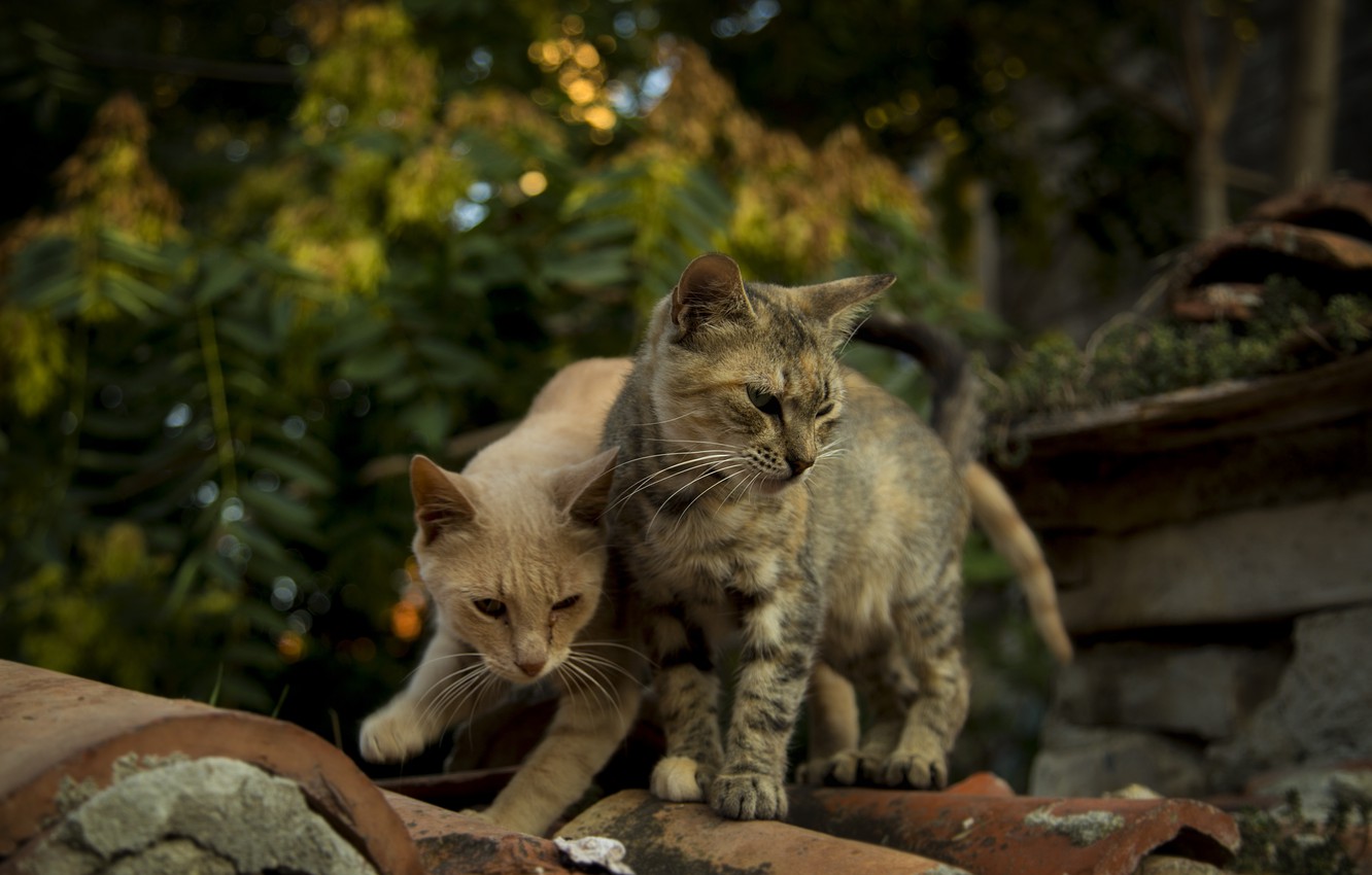 süße katze tapete,katze,felidae,kleine bis mittelgroße katzen,tierwelt,schnurrhaare