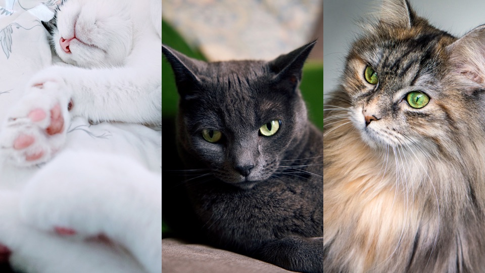 fond d'écran chat mignon,chat,chats de petite à moyenne taille,moustaches,félidés,chat des forêts norvégiennes