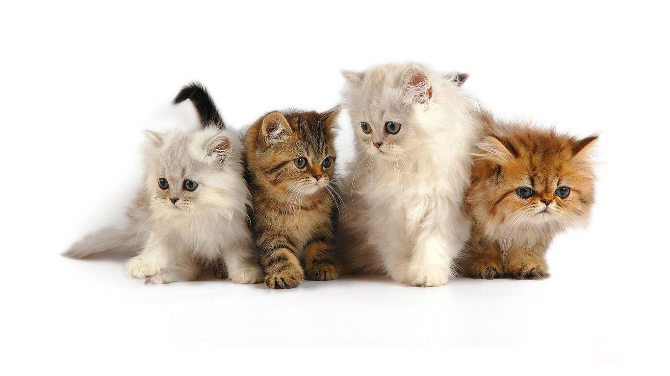 cute cat wallpaper,cat,mammal,vertebrate,small to medium sized cats,felidae