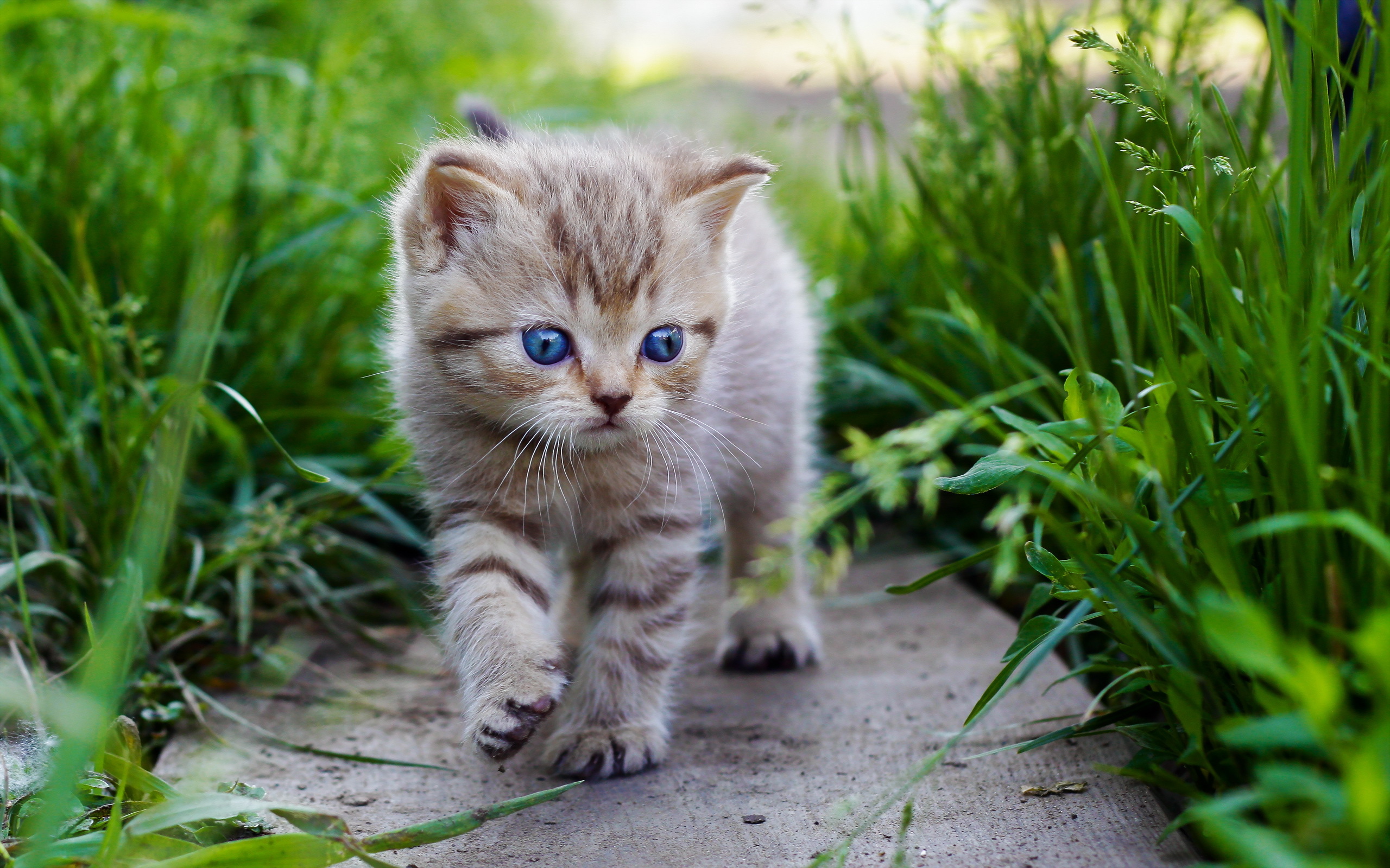 fond d'écran chat mignon,chat,chats de petite à moyenne taille,félidés,moustaches,herbe