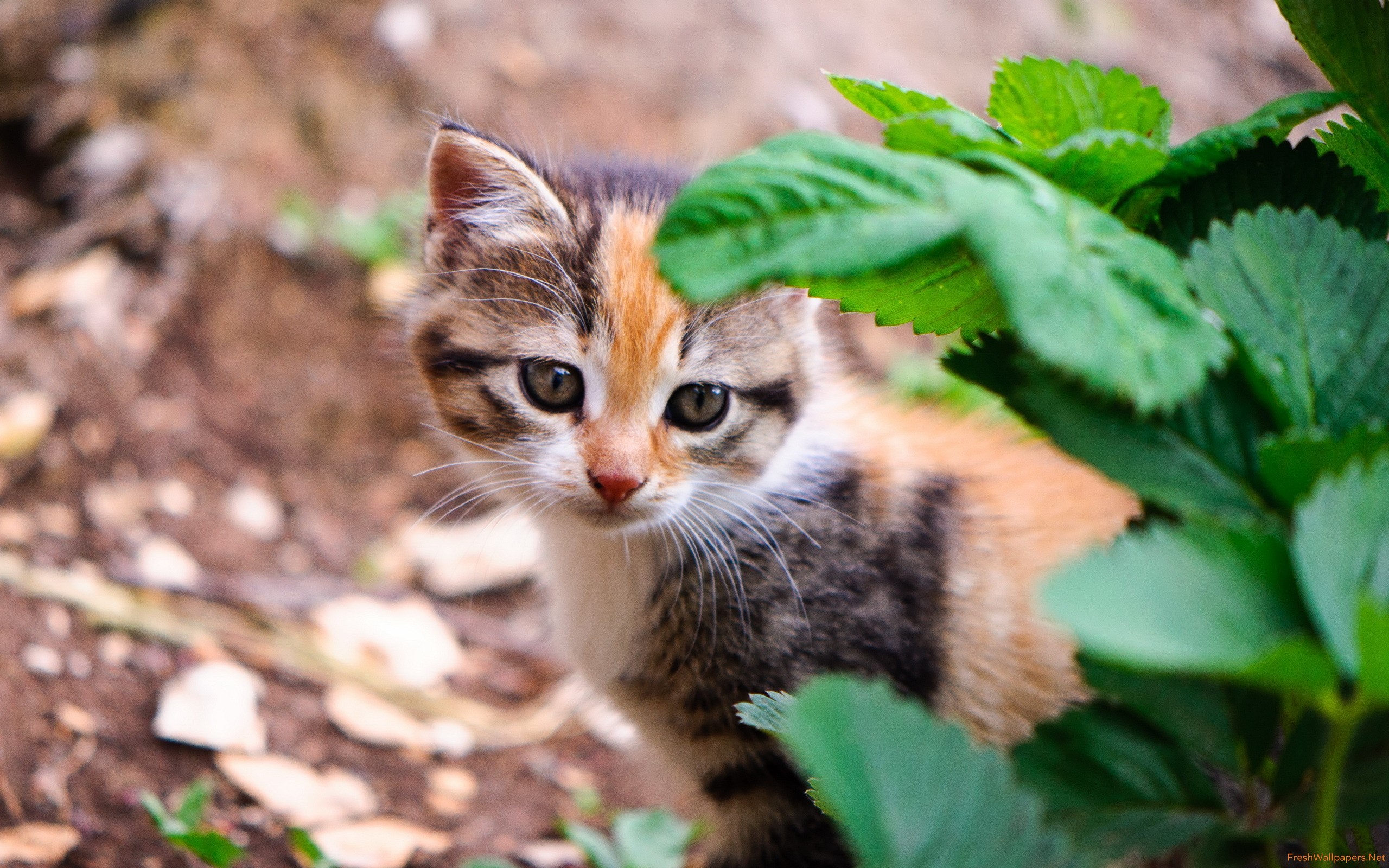 귀여운 고양이 벽지,고양이,중소형 고양이,felidae,구레나룻,야생 고양이