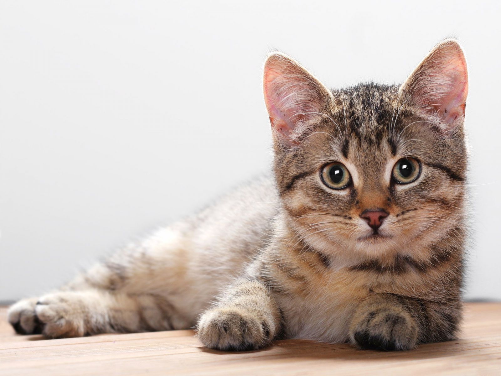 lindo gato fondo de pantalla,gato,gatos pequeños a medianos,bigotes,felidae,gato atigrado