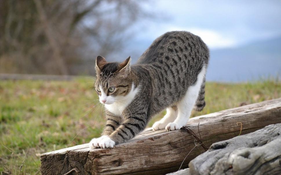 lindo gato fondo de pantalla,gato,gatos pequeños a medianos,felidae,bigotes,pelo corto europeo