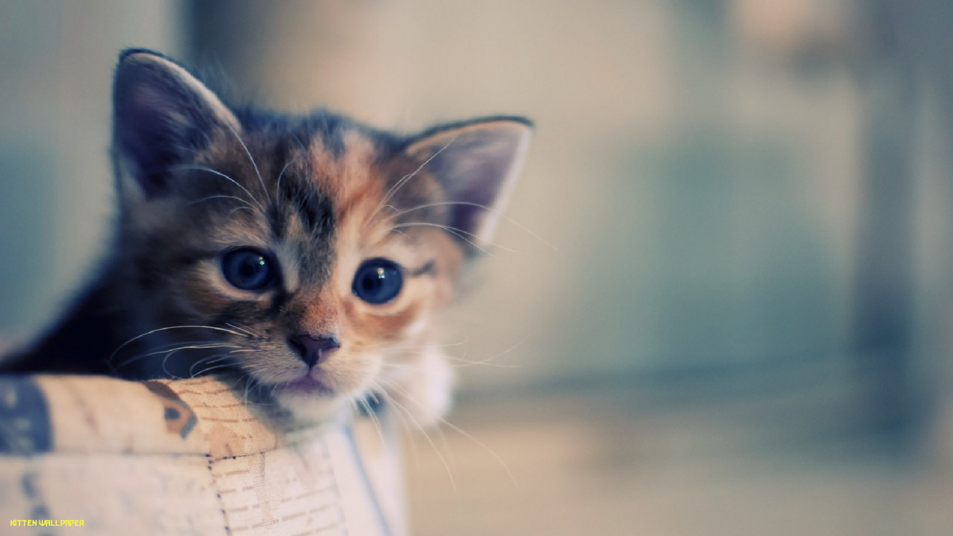 귀여운 고양이 벽지,고양이,구레나룻,중소형 고양이,felidae,고양이 새끼