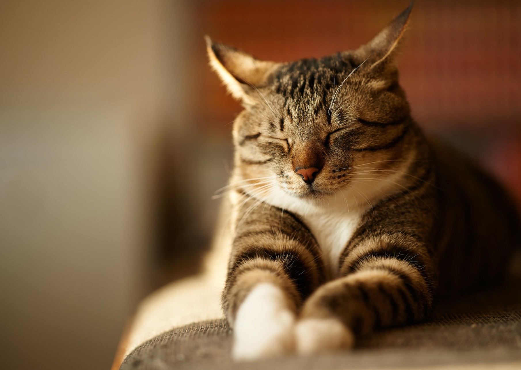 귀여운 고양이 벽지,고양이,구레나룻,중소형 고양이,felidae,얼룩 고양이