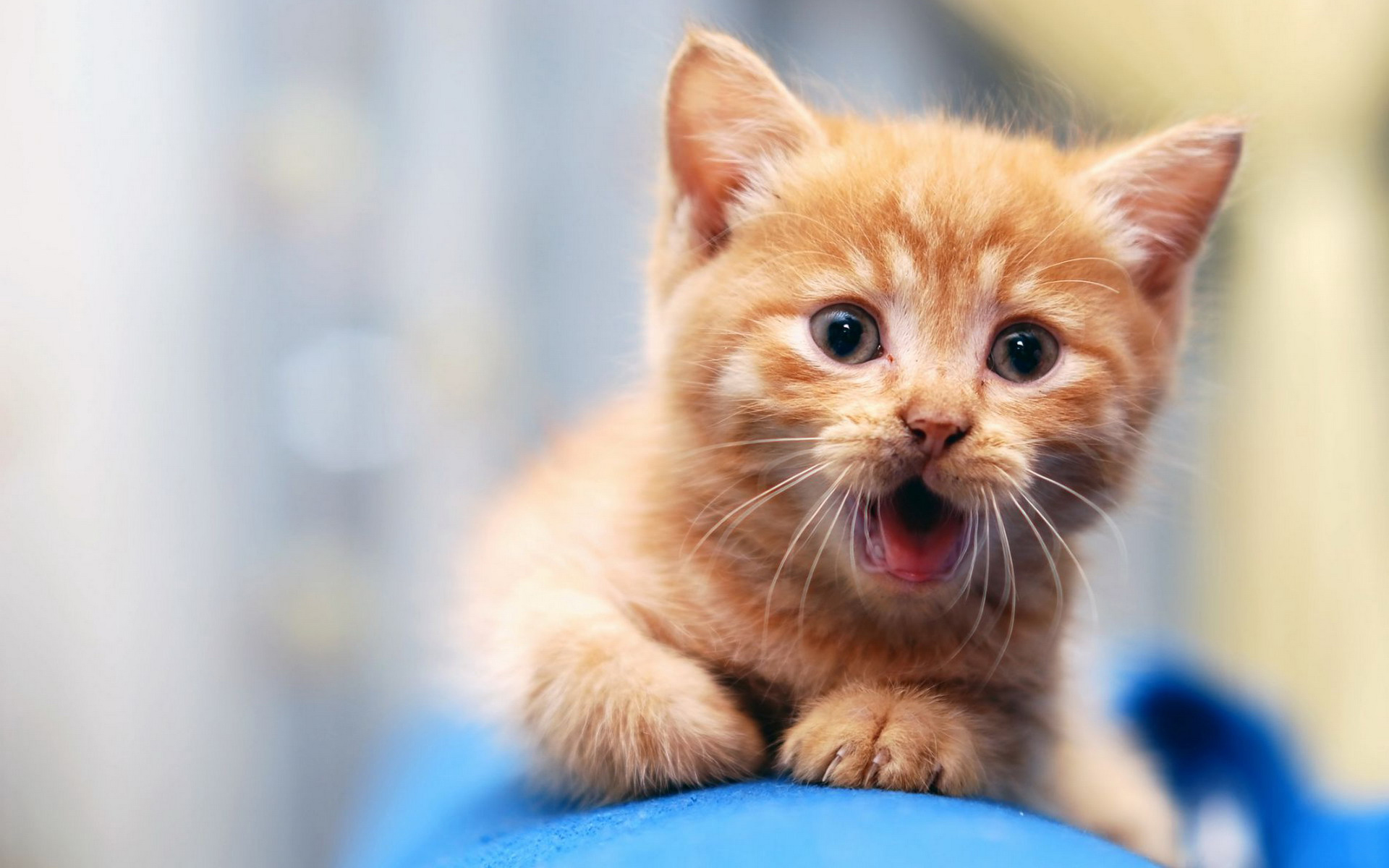 lindo gato fondo de pantalla,gato,bigotes,gatos pequeños a medianos,felidae,gatito