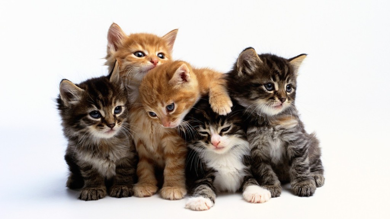 carta da parati gatto carino,gatto,gatti di piccola e media taglia,felidae,gattino,barba