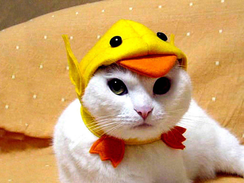 lindo gato fondo de pantalla,gato,amarillo,felidae,gatos pequeños a medianos,bigotes